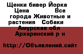 Щенки бивер Йорка  › Цена ­ 30 000 - Все города Животные и растения » Собаки   . Амурская обл.,Архаринский р-н